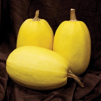 Cucurbita 'Primavera F1'