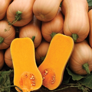 Cucurbita 'Quantum F1'