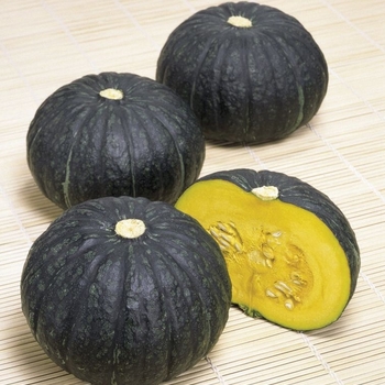 Cucurbita 'Super Delite F1' 