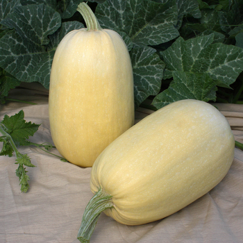 Cucurbita 'Tivoli F1'