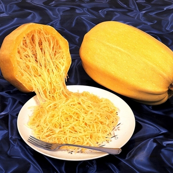 Cucurbita 'Vegetable Spaghetti'