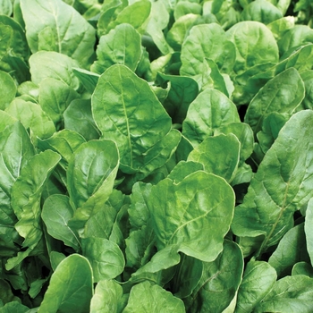 Arugula sativa 'Adagio' 