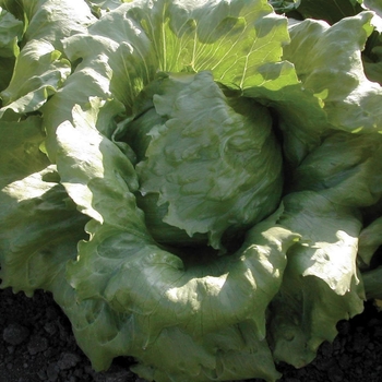 Lactuca 'Arco Iris' 