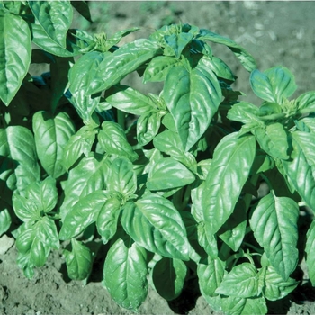 Ocimum basilicum 'Italian Large Leaf'