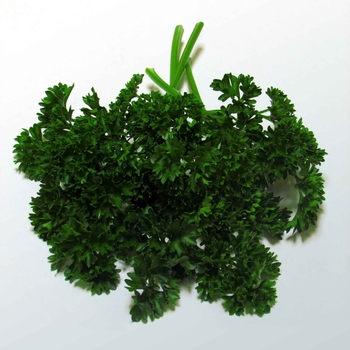 Petroselinum crispum 'Forest Green'