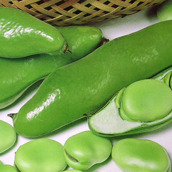 Vicia 'Jumbo' 