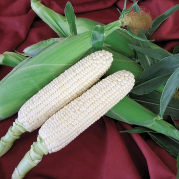 Zea mays 'K2' 