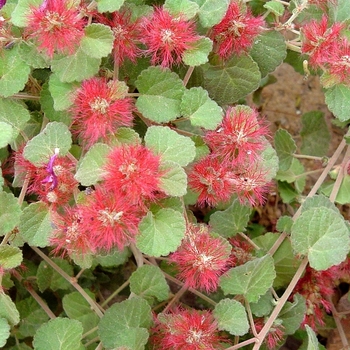 Acalypha monostachya 'Raspberry Fuzzies™' 