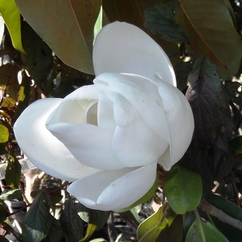 Magnolia grandiflora 'Saint Mary' 