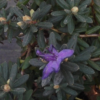 Rhododendron impeditum