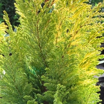 Chamaecyparis lawsoniana 'Golden Surprise' 