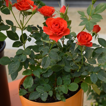 Rosa Sunblaze® Amber