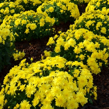 Chrysanthemum x morifolium 'Allegra Yellow'