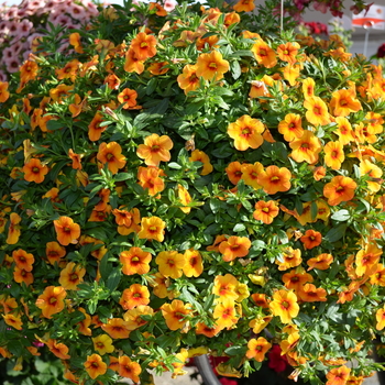 Calibrachoa Aloha 'Tiki Mango'