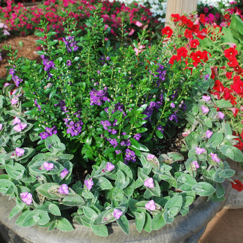 Angelonia angustifolia Alonia™ 'Big Blue'