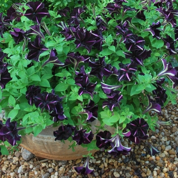 Petunia 'Pinstripe'