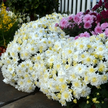 Chrysanthemum x morifolium 'Lesconil White'