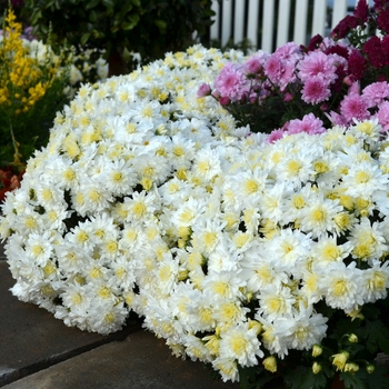 Chrysanthemum x morifolium 'Lesconil White' 