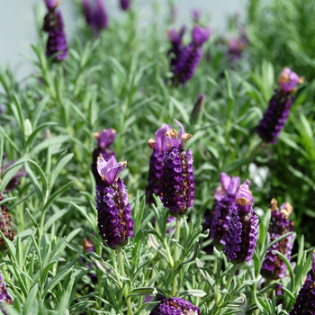 Lavandula stoechas 'Purple Wings'