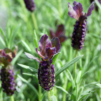 Lavandula 'Regal Splendour' 