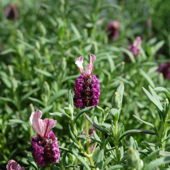 Lavandula stoechas 'Rocky Road'