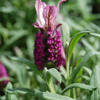 Lavandula stoechas 'Mulberry Ruffles'