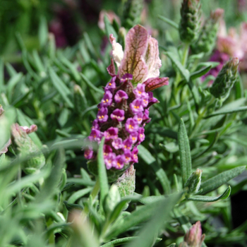 Lavandula stoechas 'Strawberry Ruffles'