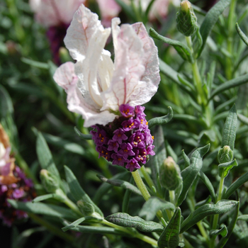 Lavandula stoechas 'Sweetberry Ruffles' 18,256