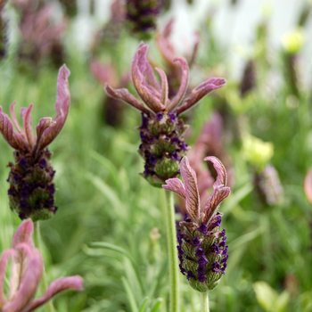 Lavandula stoechas 'Vanessa Leigh' 