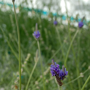 Lavandula pinnata 