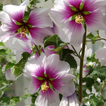 Lavatera maritima 