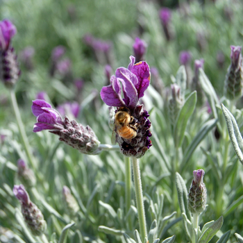 Lavandula stoechas 