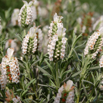 Lavandula stoechas 'Devonshire Compact White'