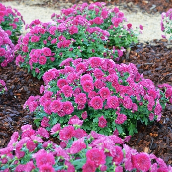 Chrysanthemum x morifolium 'Adiva Purple' 