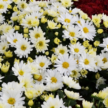 Chrysanthemum x morifolium 'Margo White' 21785