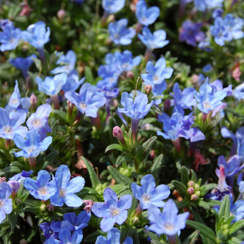 Lithodora 'Heavenly Blue'