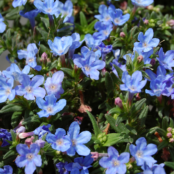 Lithodora 'Heavenly Blue' (053599)
