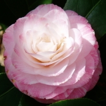 Camellia japonica 'Grace Albritton' 