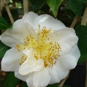 Camellia japonica 'Charlie Bettes' 