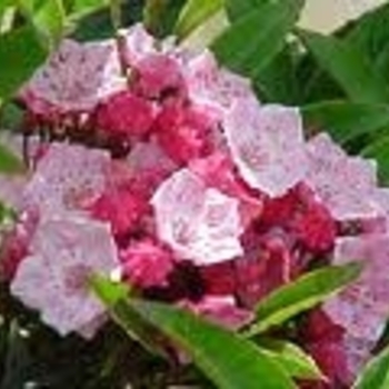 Kalmia latifolia 'Nathan Hale' 