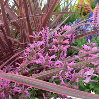 Agastache Acapulco® 'Rose'