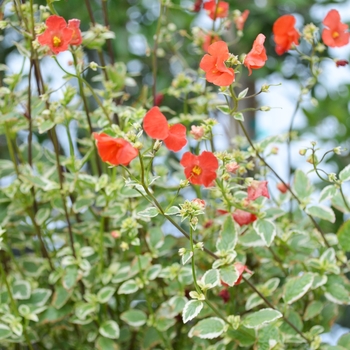 Alonsoa meridionalis 'Red' 