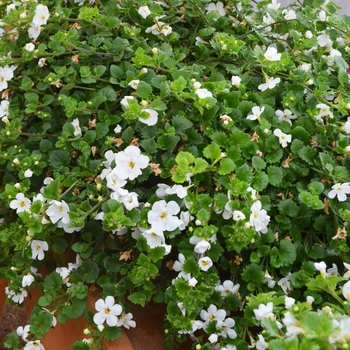 Sutera cordata 'White Wedding' 