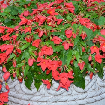 Begonia 'Beaucoup® Red'