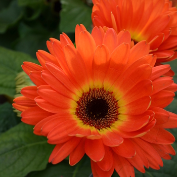 Gerbera 'Barbecue on Fire®'