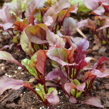 Beta vulgaris 'Bull's Blood' (053659)