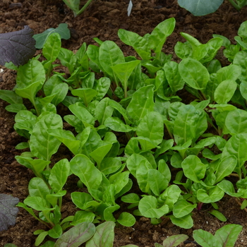 Beta vulgaris 'Peppermint (BEF231)'