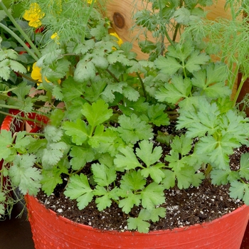 Herb 'Mixed Herb Container'
