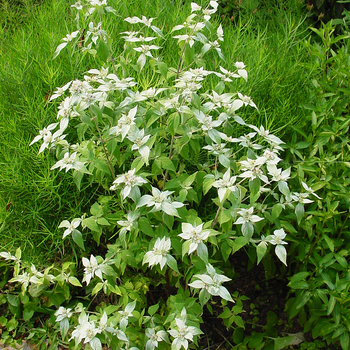 Pycnanthemum muticum