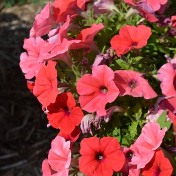 Petunia 'Panache™ Hell's Bells' 